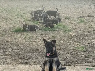 German Shepherd dogs Yellow - Ad 14