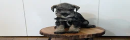 Miniature Schnauzer dogs for sale: Coco - Ad 6