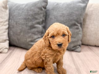 Goldendoodle dogs - Ad 39