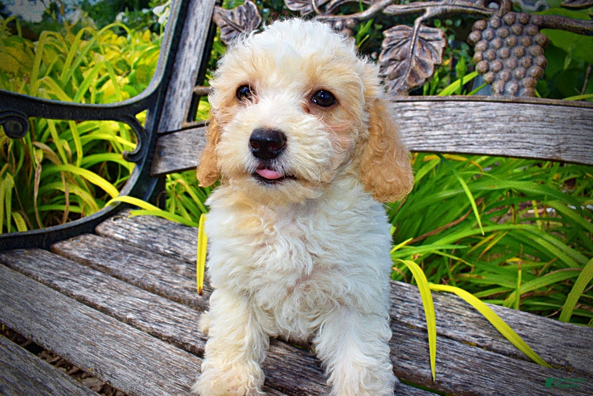 Havapoo dogs Ashley - Ad 1