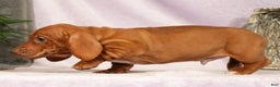 Miniature Dachshund dogs for sale: Seth - Ad 8