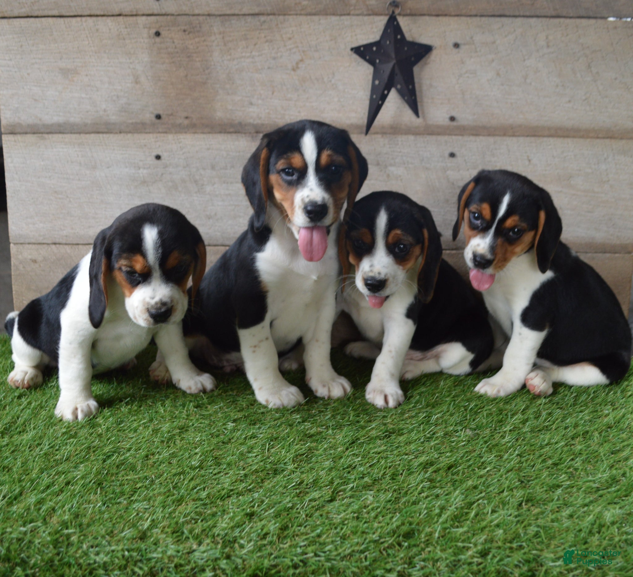 Beagle dogs Queen - Ad 2