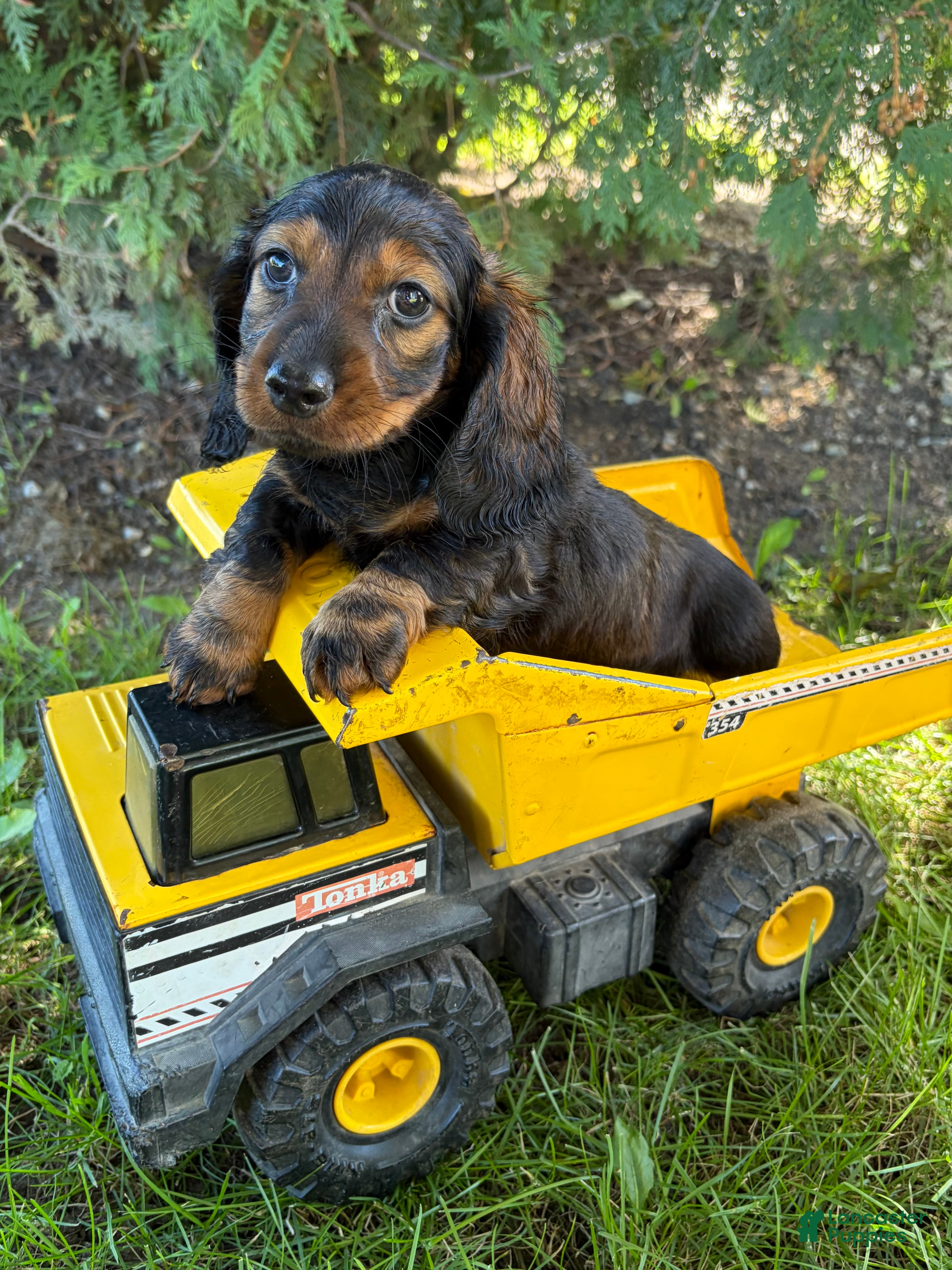 Dominic, Dachshund