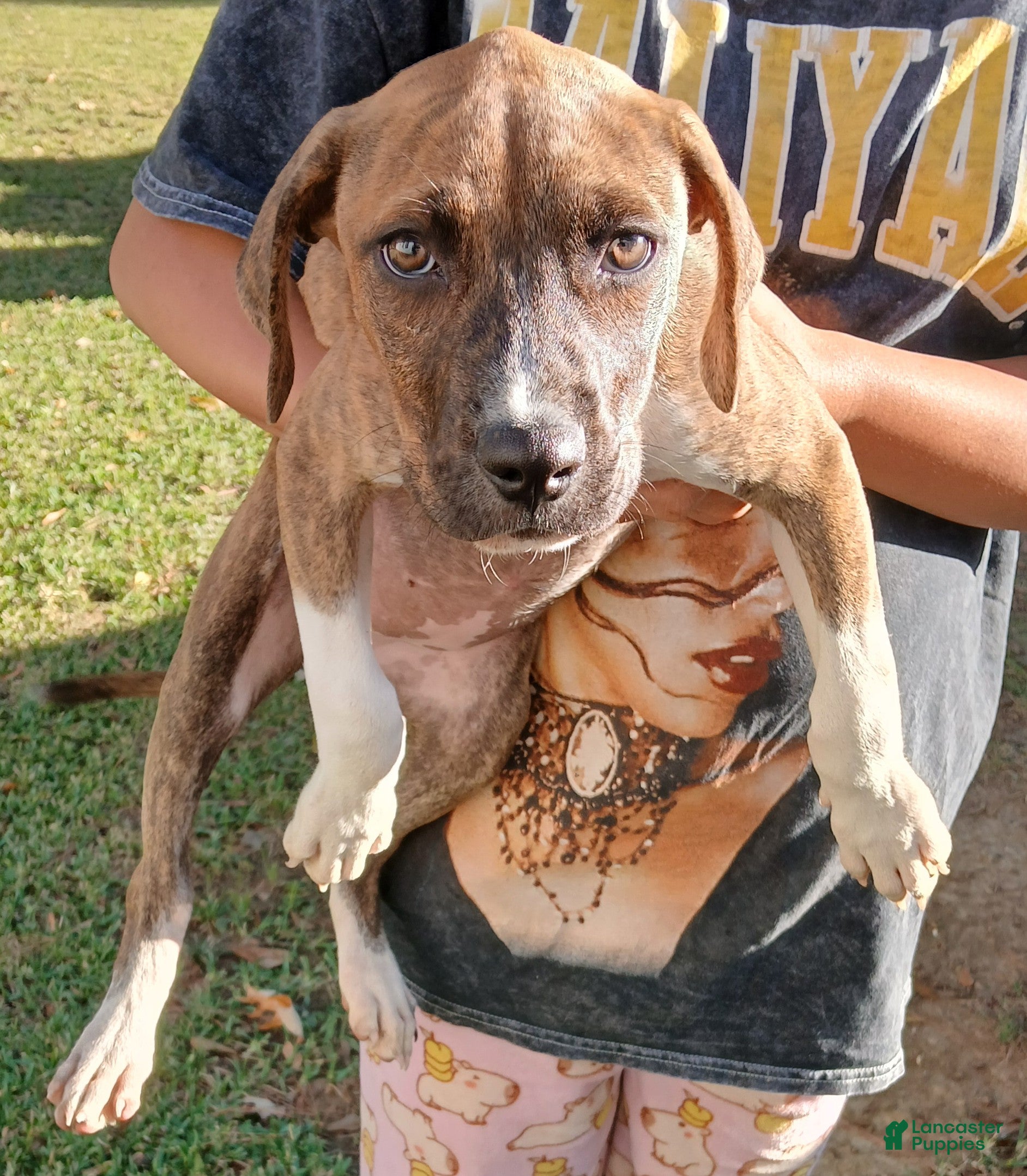 American Pit Bull Terrier dogs American Pit Bull Terrier Puppy 1 - Ad 3