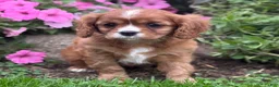 Cavalier King Charles Spaniel dogs for sale: Bella - Ad 10