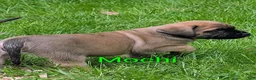 English Mastiff dogs for sale: English Mastiff Puppy 2 - Ad 6