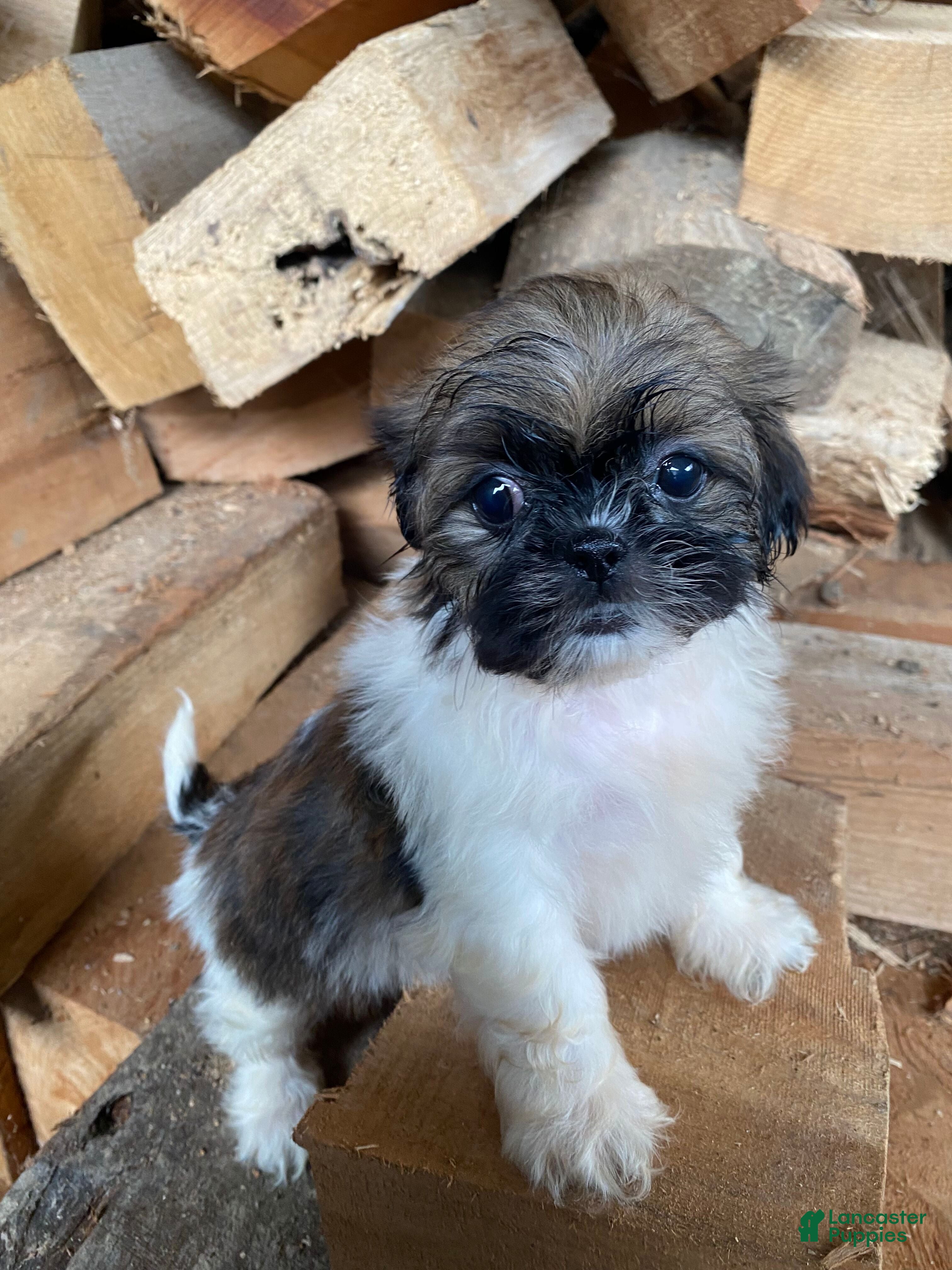 Shih Tzu dogs for sale: Scout - Ad 2