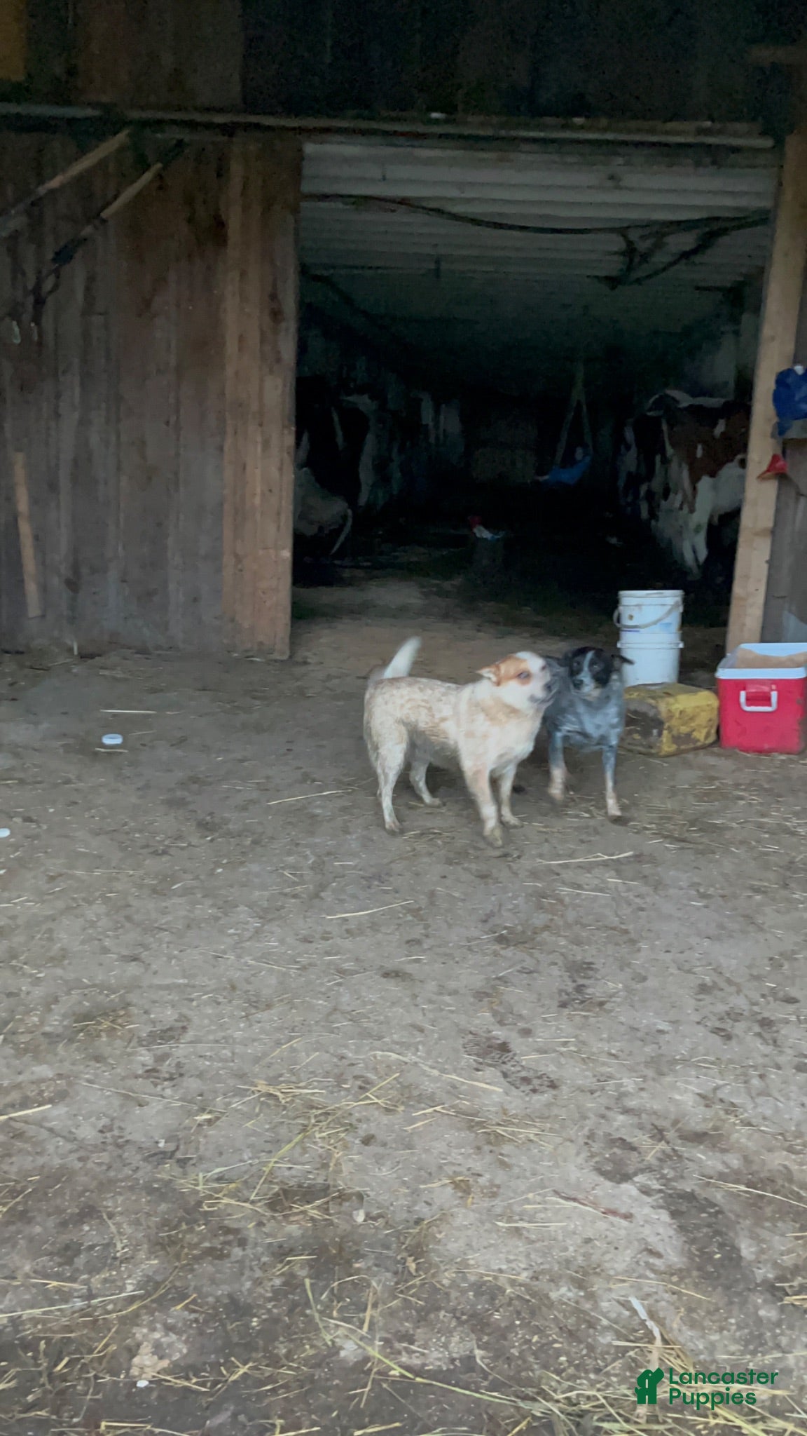 Australian Cattle Dog dogs Sally - Ad 34