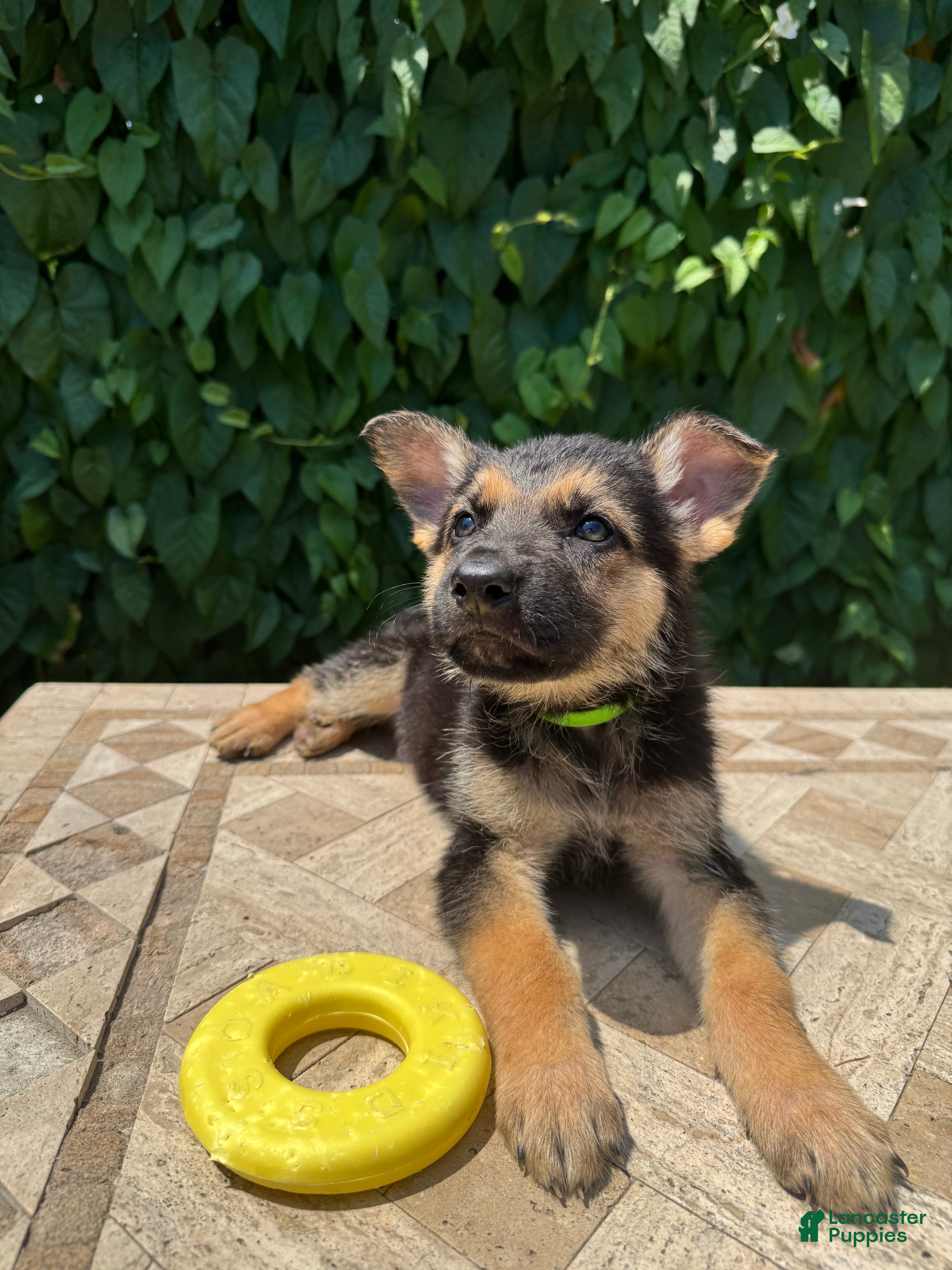 German Shepherd dogs Bean - Ad 2