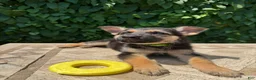 German Shepherd dogs for sale: Bean - Ad 2