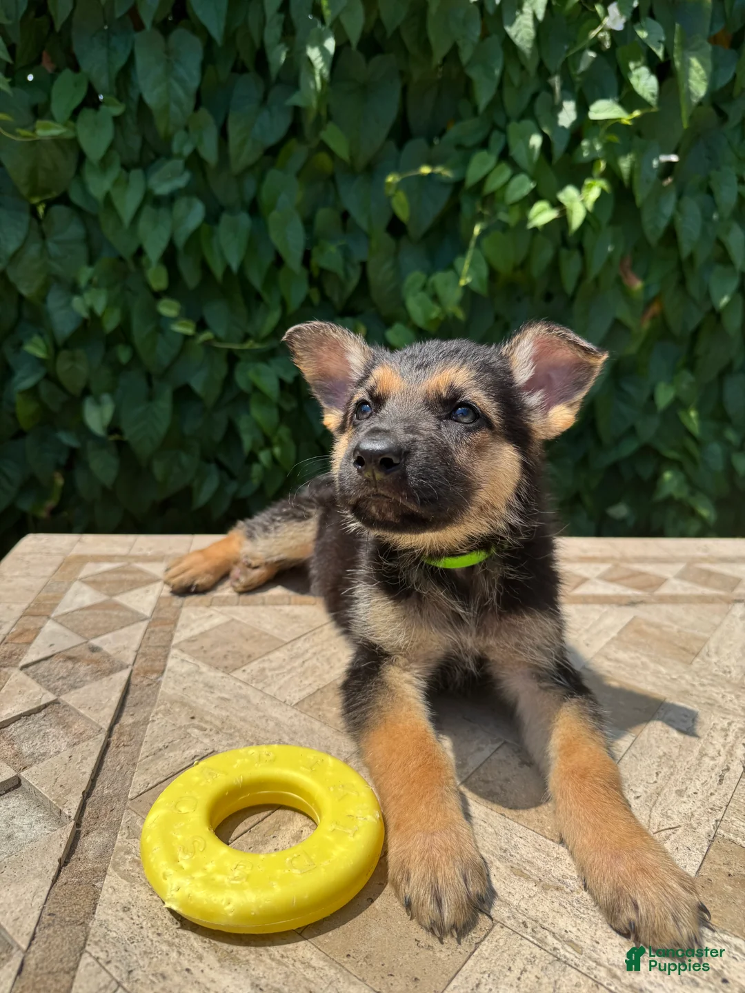 German Shepherd dogs for sale: Bean - Ad 2
