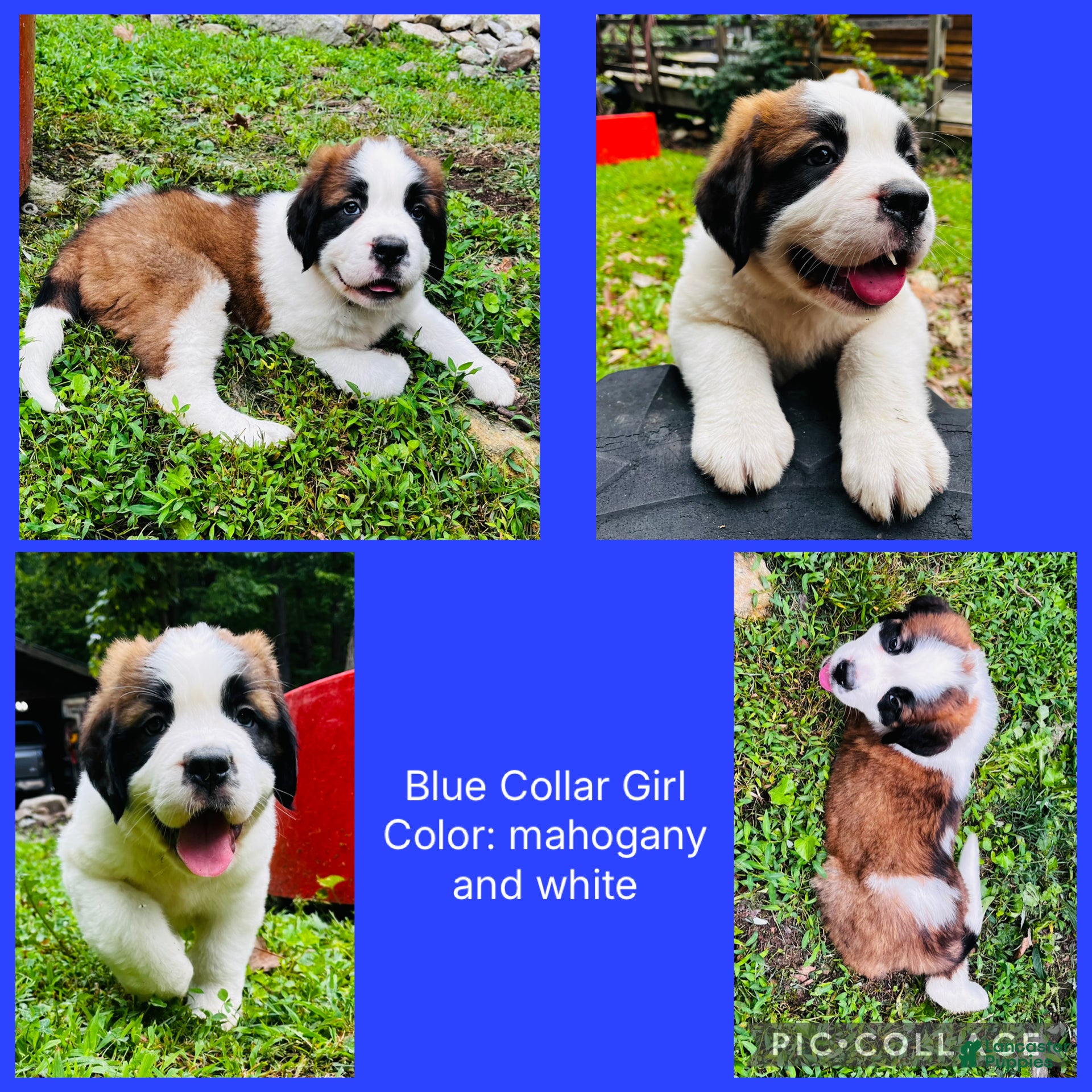 Saint Bernard dogs blue collar girl - Ad 28
