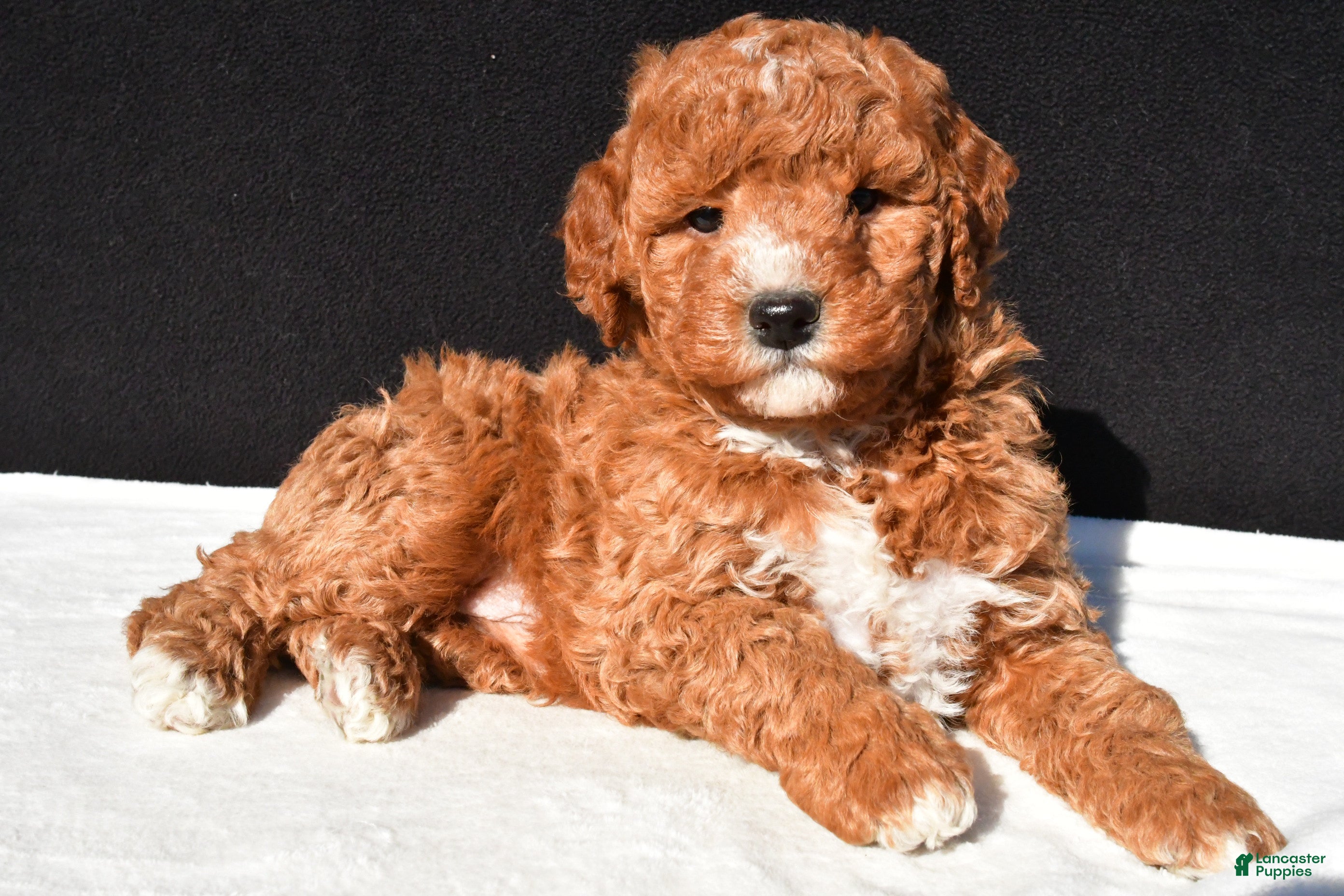 Mini Goldendoodle dogs Jake - Ad 2