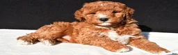 Mini Goldendoodle dogs for sale: Jake - Ad 2