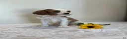 Cavalier King Charles Spaniel dogs for sale: Twinkle Cavalier King Charles Spaniel  - Ad 2