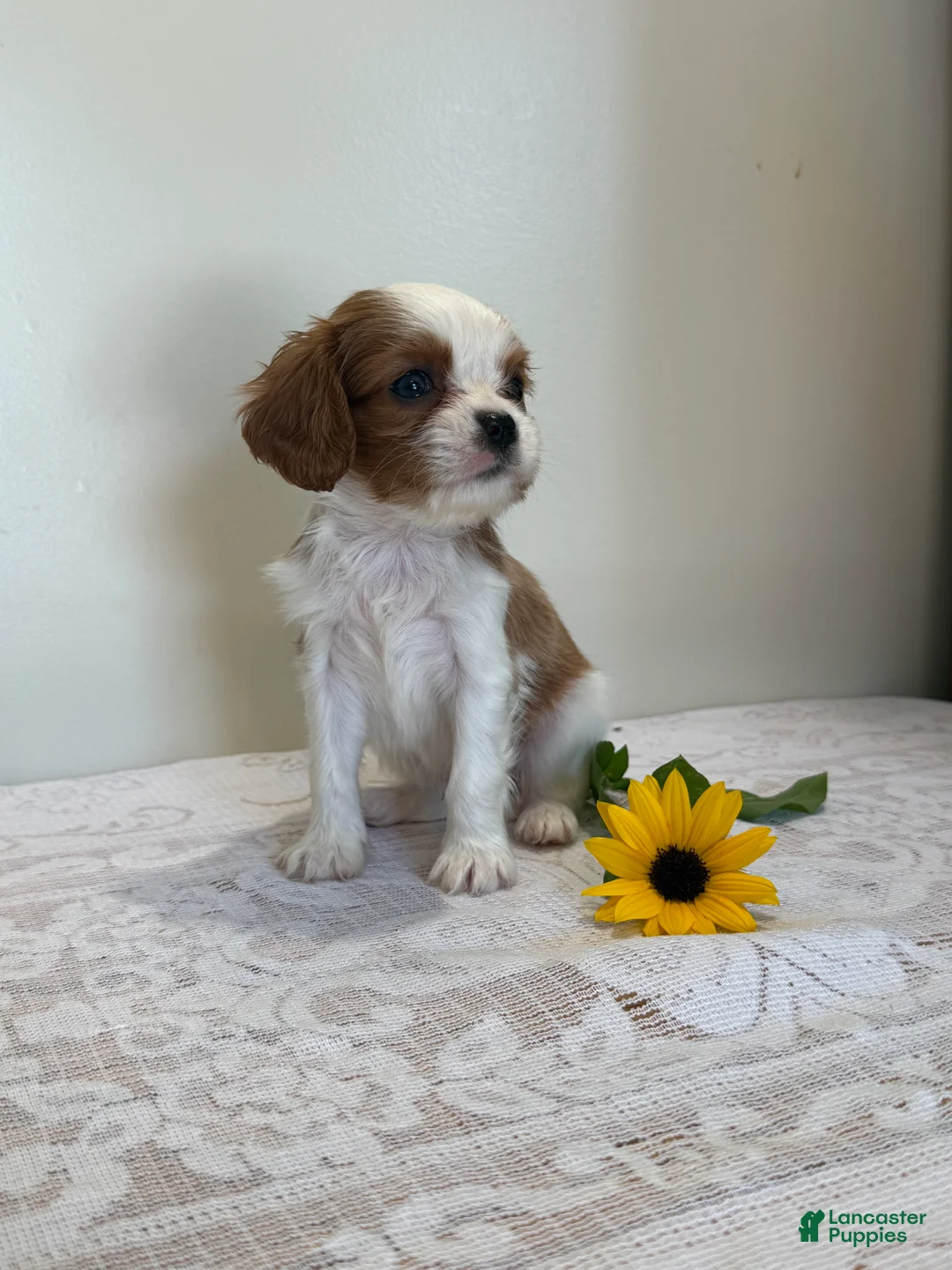 Cavalier King Charles Spaniel dogs for sale: Twinkle Cavalier King Charles Spaniel  - Ad 2