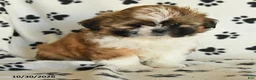 Shih Tzu dogs for sale: Rachel - Ad 4
