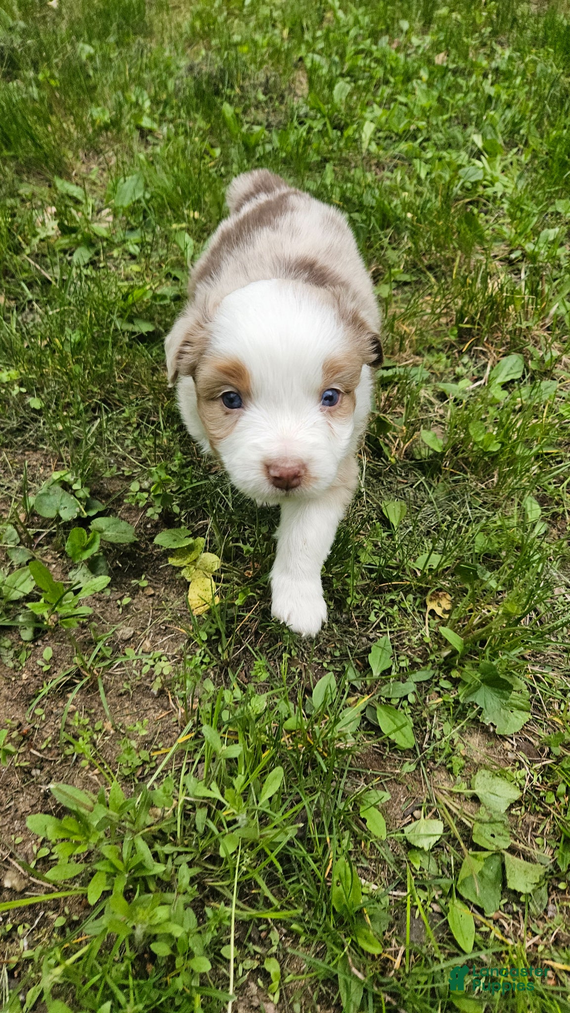 Australian Shepherd dogs for sale: Roo - Ad 1