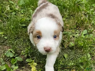 Australian Shepherd dogs Roo - Ad 38