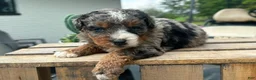 Mini Bernedoodle dogs for sale: Cherry - Ad 3