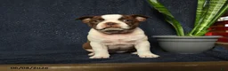 Boston Terrier dogs for sale: Fable - Ad 1