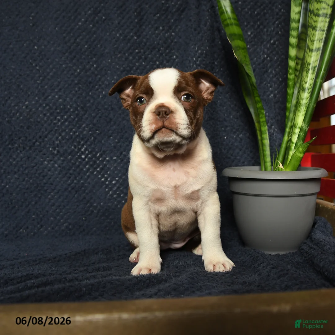 Boston Terrier dogs for sale: Fable - Ad 1