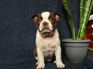 Boston Terrier dogs for sale: Fable - Ad 1