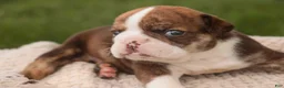 English Bulldog dogs for sale: Raelynn English Bulldog  - Ad 3