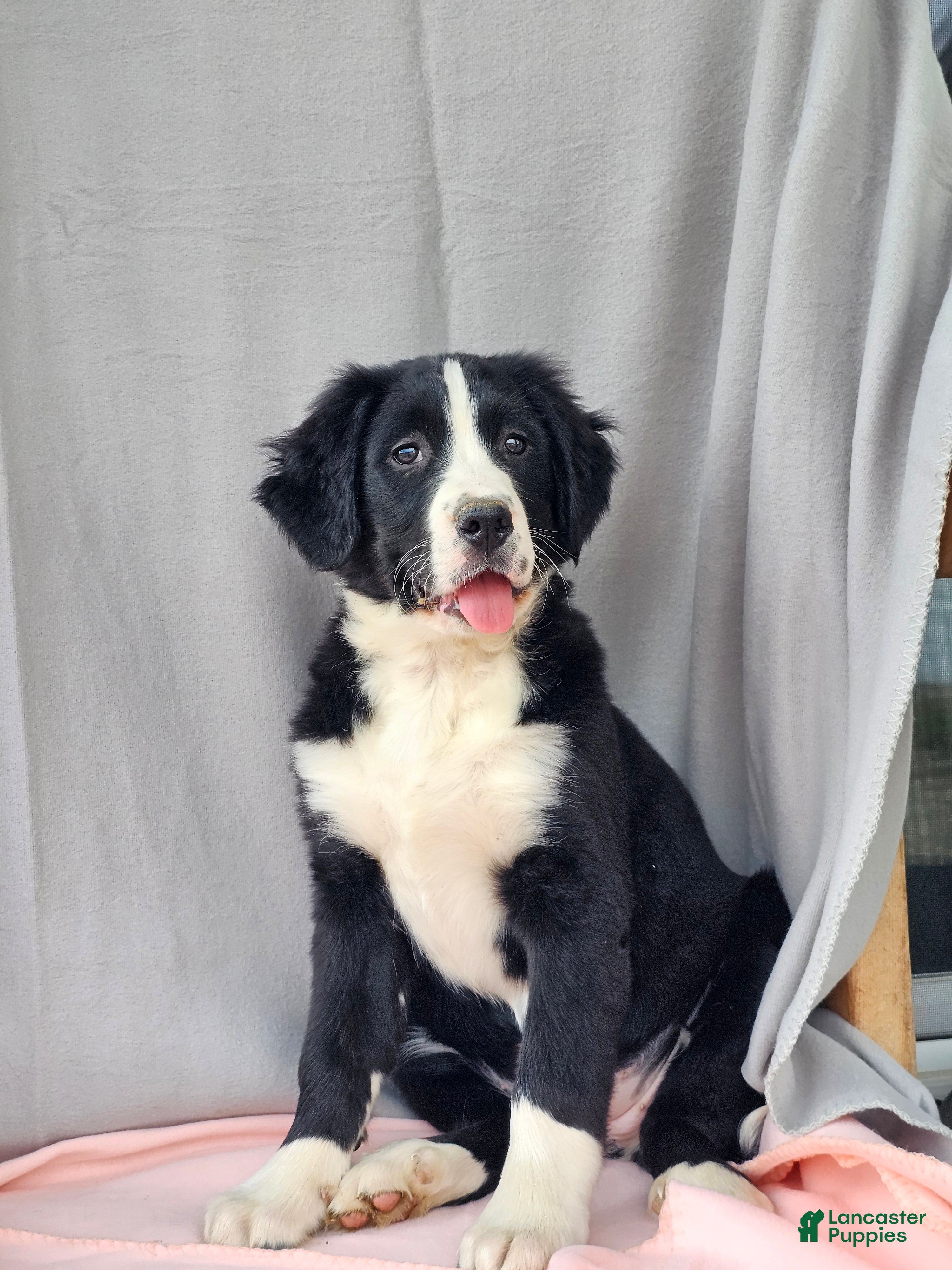 Mixed Breed dogs Hazel - Ad 2