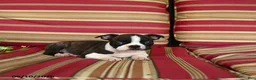 Boston Terrier dogs for sale: Peter - Ad 5