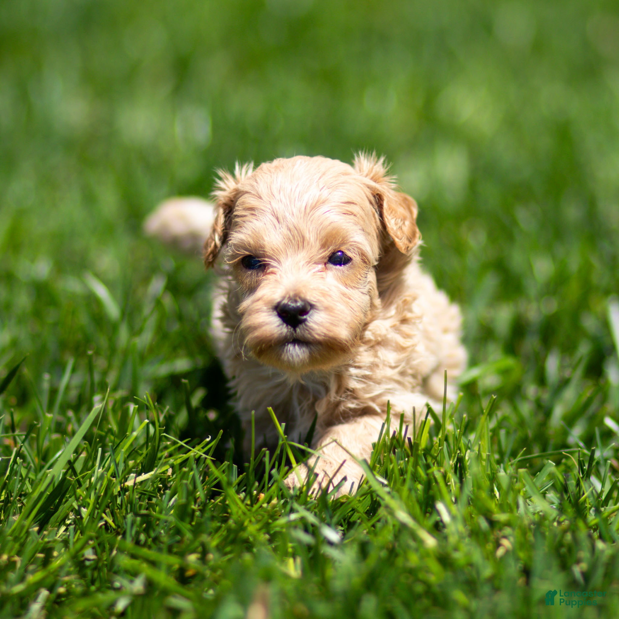 Maltipoo dogs Jack Maltipoo Puppy  - Ad 2