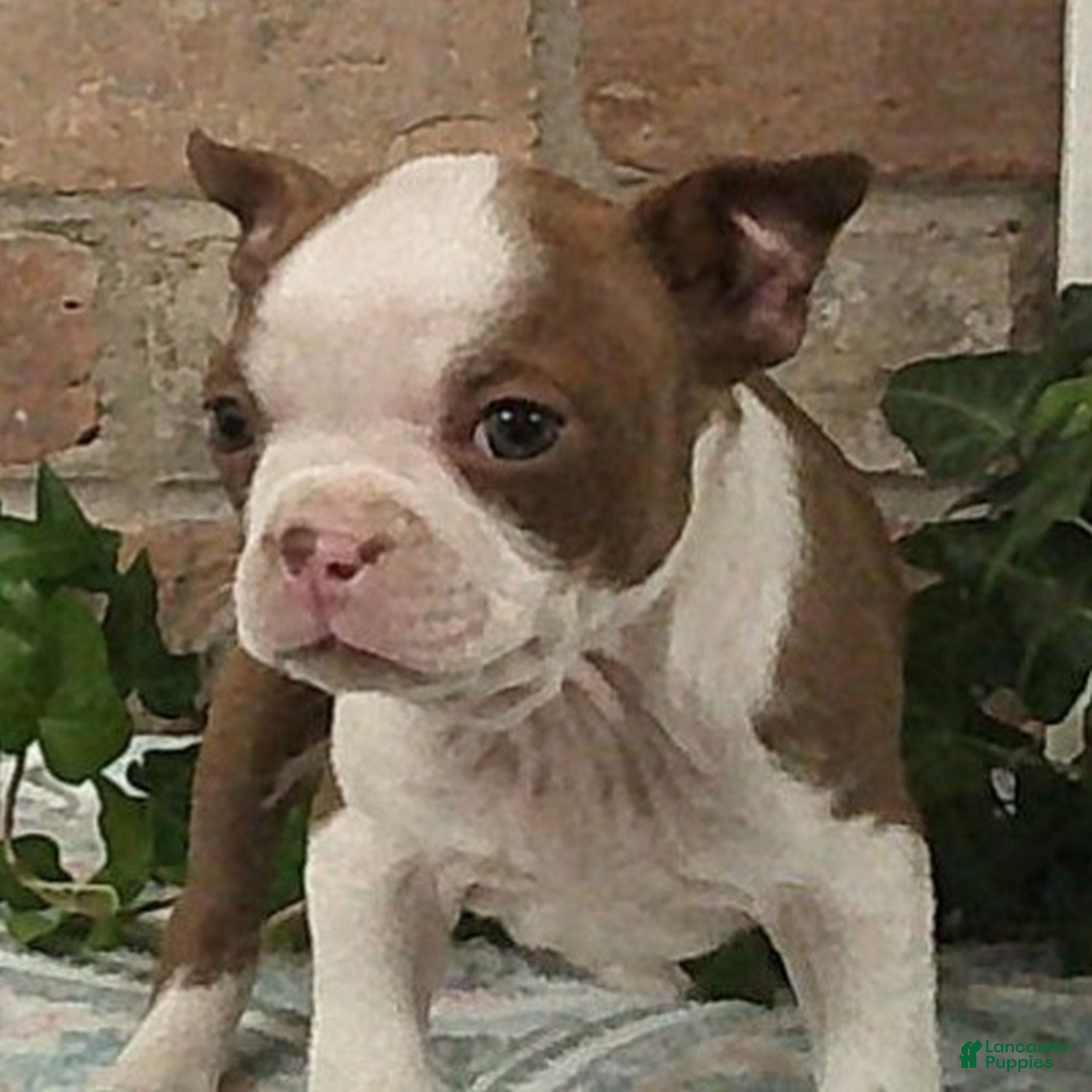 Boston Terrier dogs Cheyanne  - Ad 1