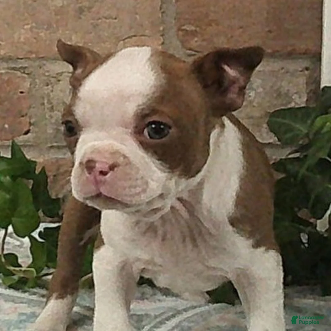 Boston Terrier dogs for sale: Cheyanne  - Ad 1