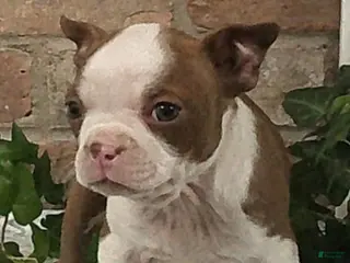 Boston Terrier dogs for sale: Cheyanne - Ad 1