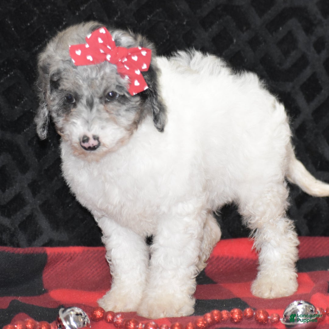 Miniature Poodle dogs for sale: Zoe - Ad 7