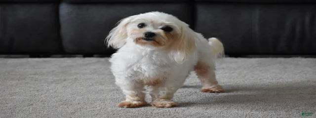 Gigi