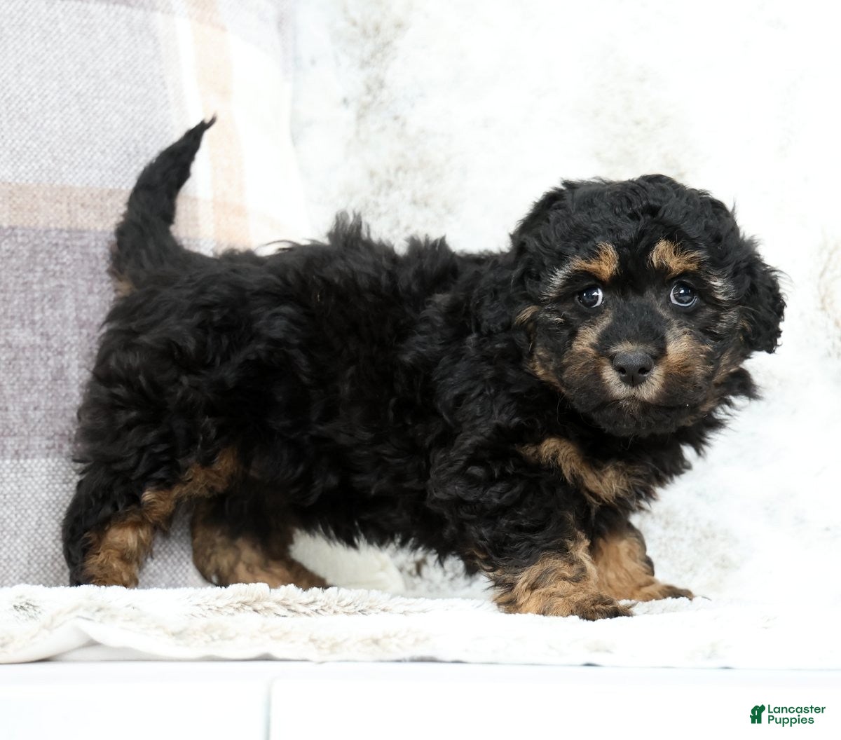 Mini Bernedoodle dogs Bailey - Ad 1