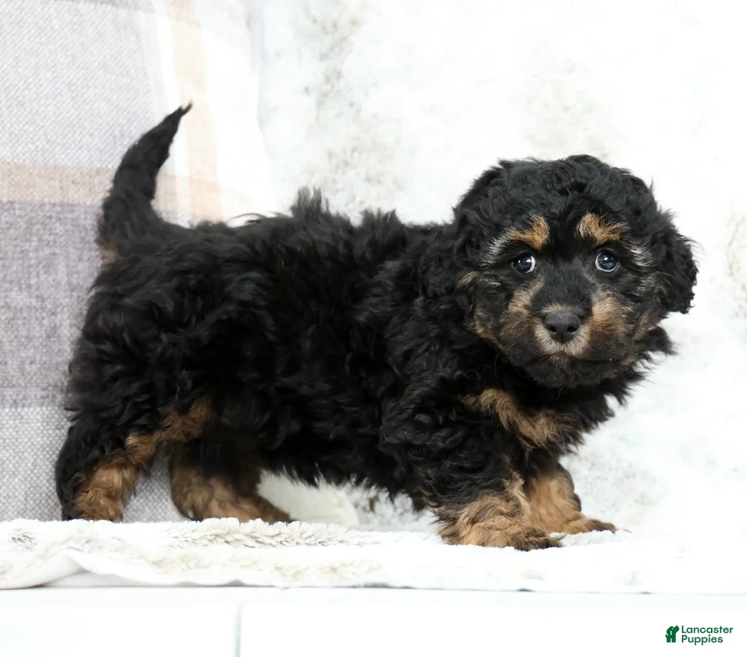Mini Bernedoodle dogs for sale: Bailey - Ad 2