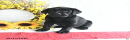 Labrador Retriever dogs for sale: Kwan - Ad 4