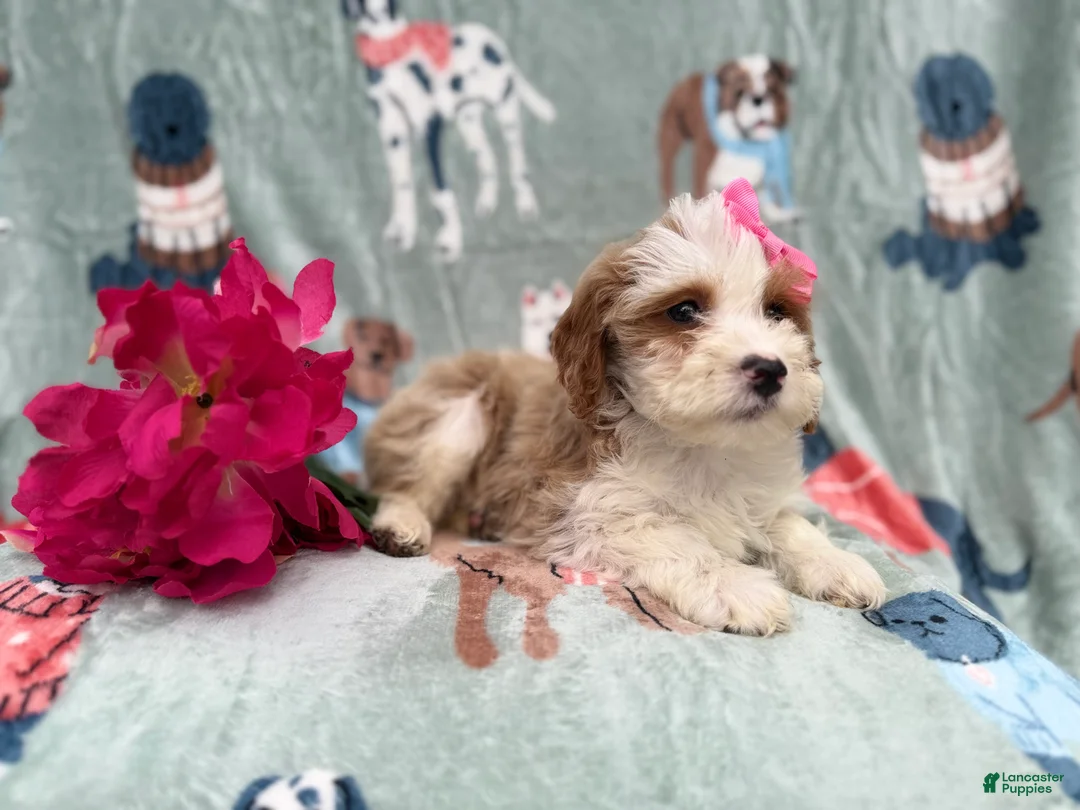 Cockapoo dogs for sale: Annie - Ad 8