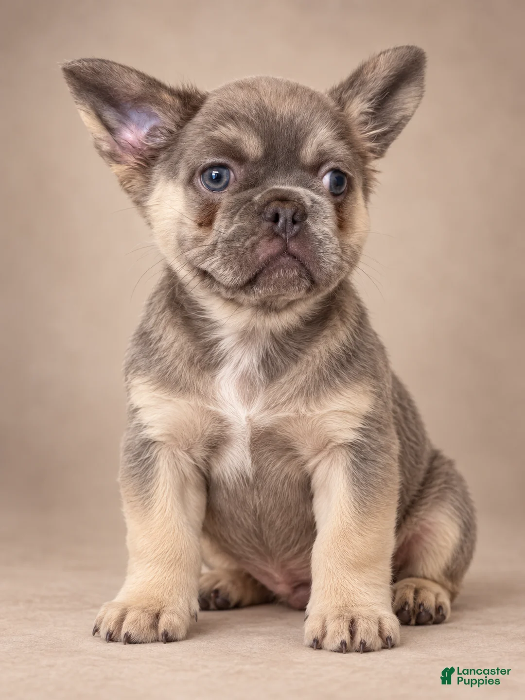 French Bulldog dogs for sale: Fluffy Lilac Tri French Bulldog  - Ad 2