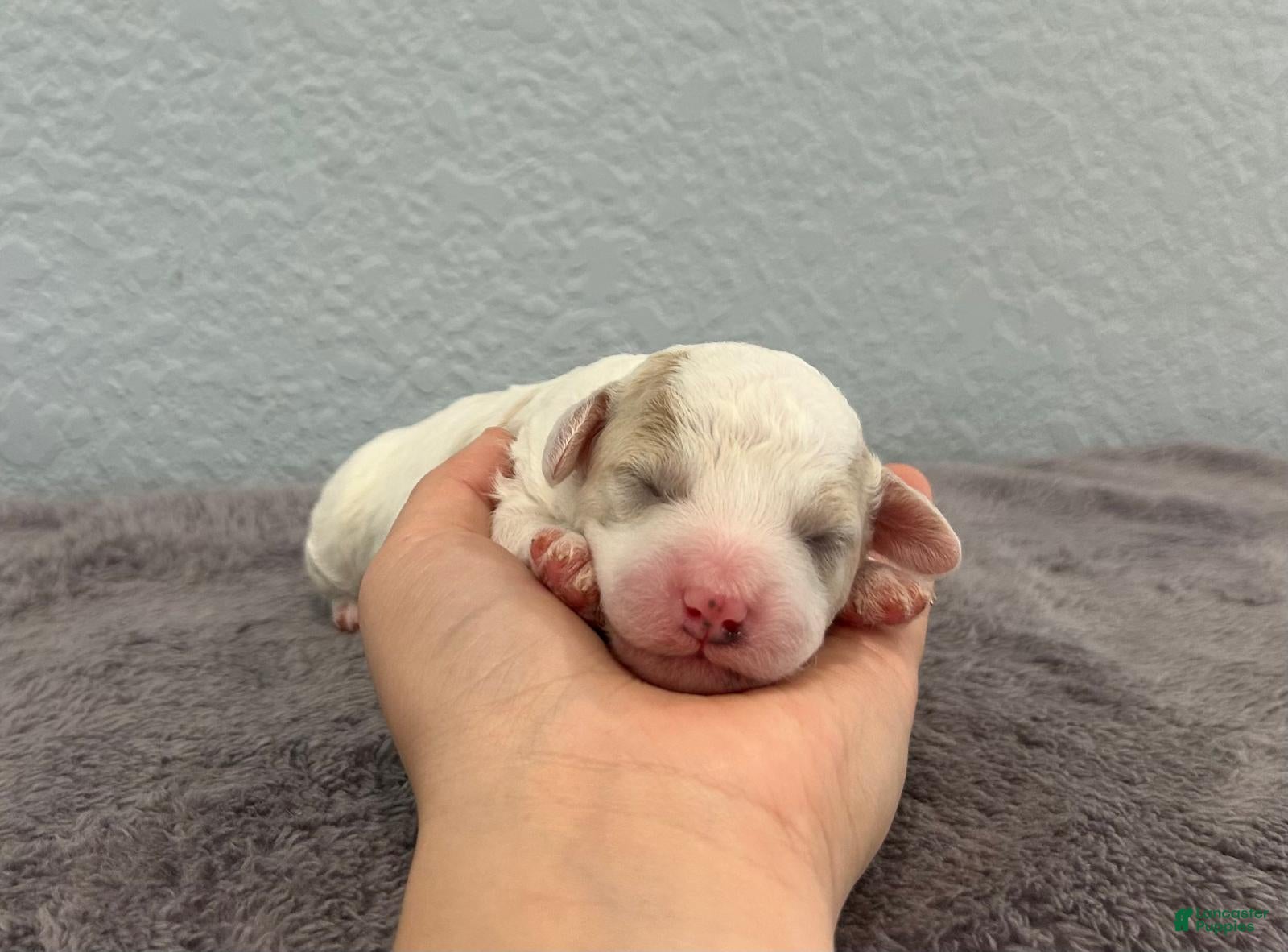 Mini Goldendoodle dogs for sale: Rose - Ad 1