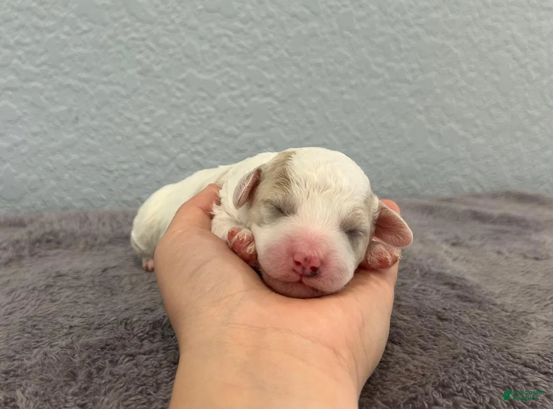 Mini Goldendoodle dogs for sale: Rose - Ad 1