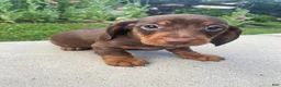 Miniature Dachshund dogs for sale: Maverick - Ad 4