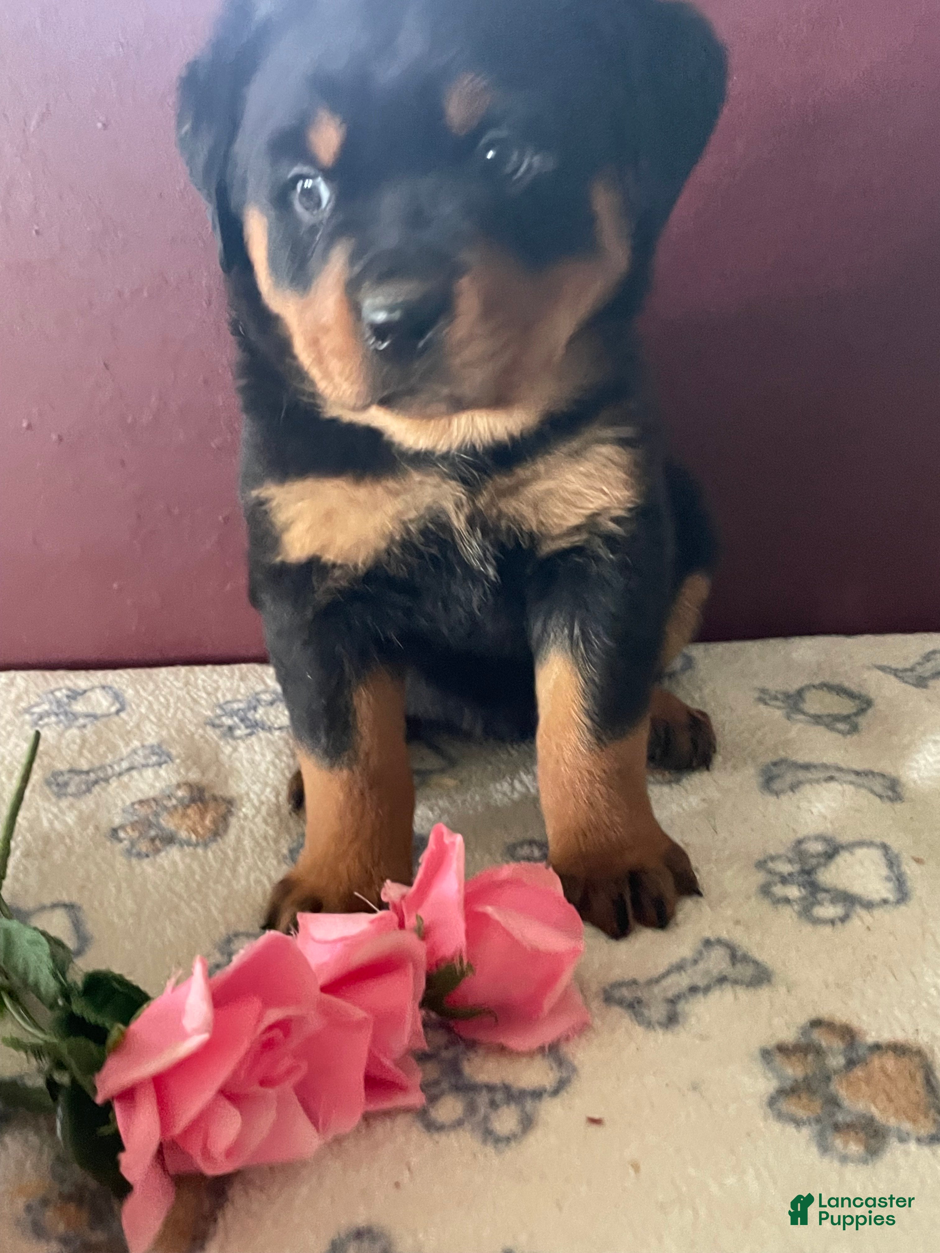 Rottweiler dogs Bella - Ad 23