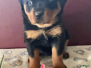 Rottweiler dogs Bella - Ad 42