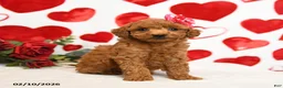 Miniature Poodle dogs for sale: Hearts - Ad 1