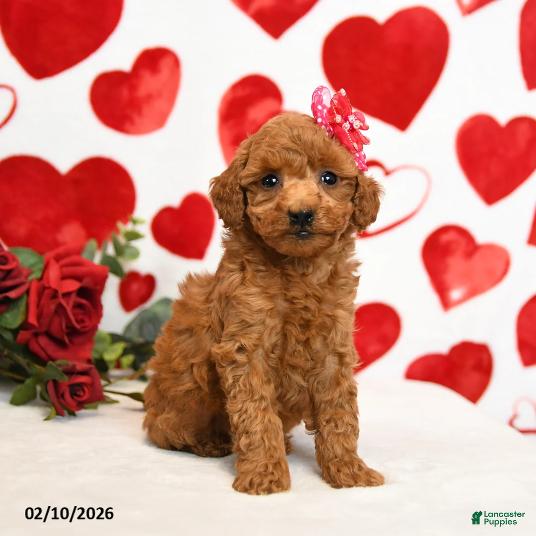Miniature Poodle dogs for sale: Hearts - Ad 1