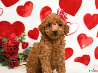 Miniature Poodle dogs Hearts - Ad 16