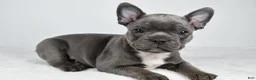 Frenchton dogs for sale: Finley - Ad 4